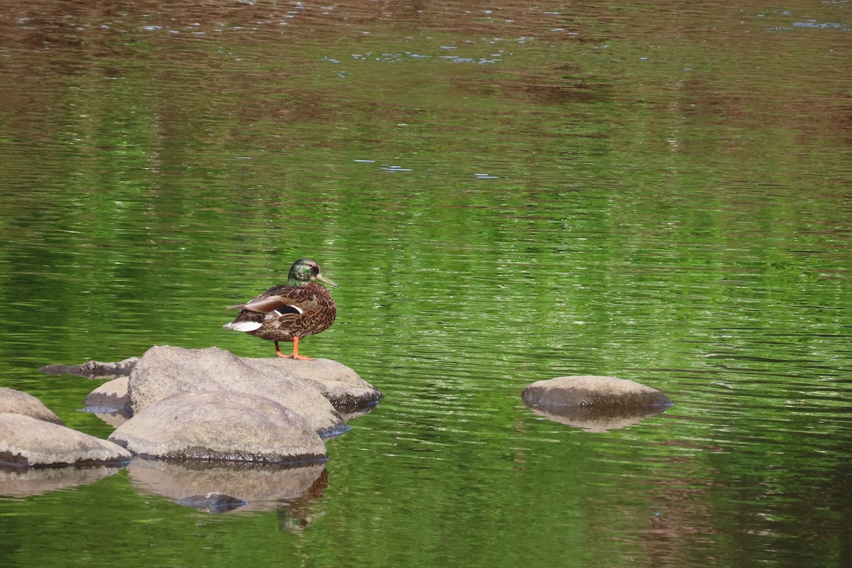 Canard colvert - ML620716729