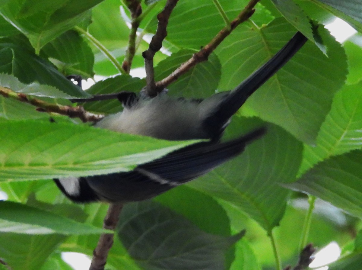 Japanese Tit - ML620716730