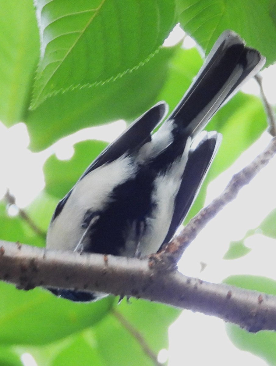 Japanese Tit - ML620716731