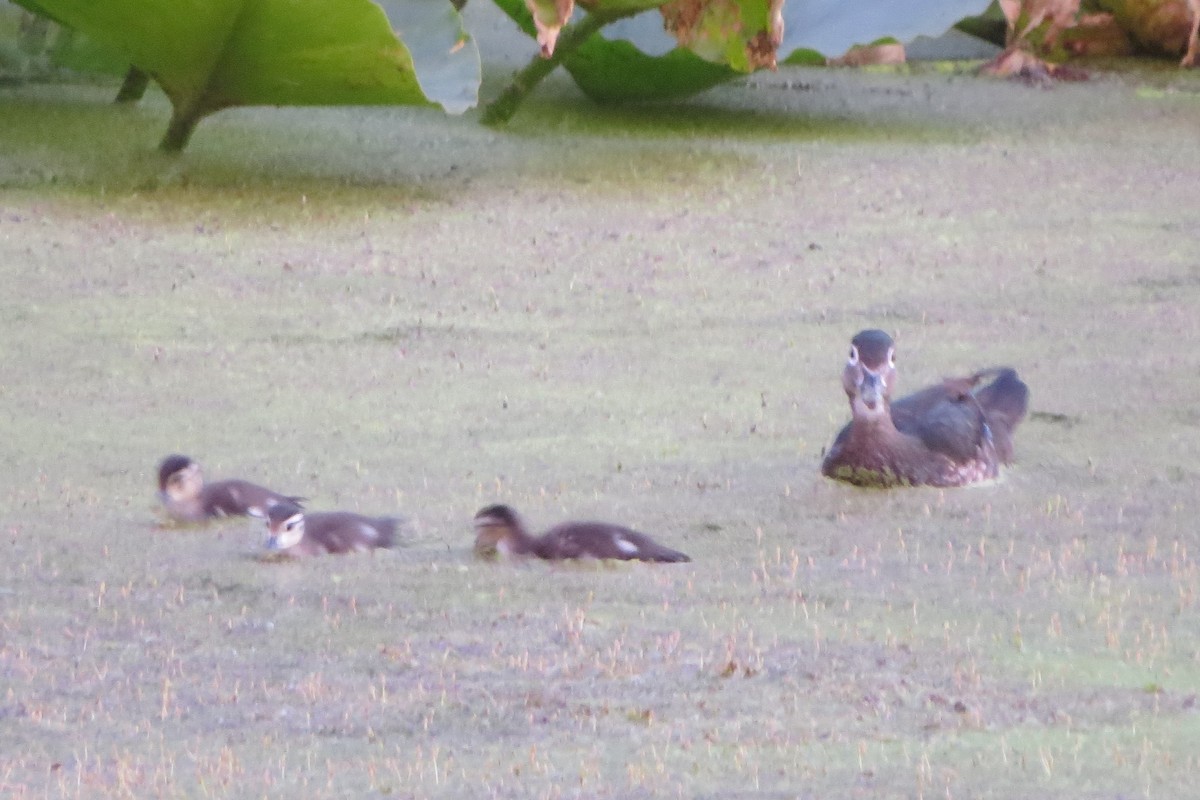 Wood Duck - ML620716732