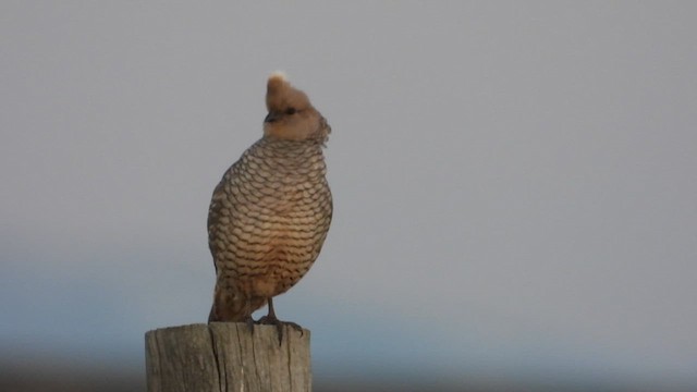 Scaled Quail - ML620716733