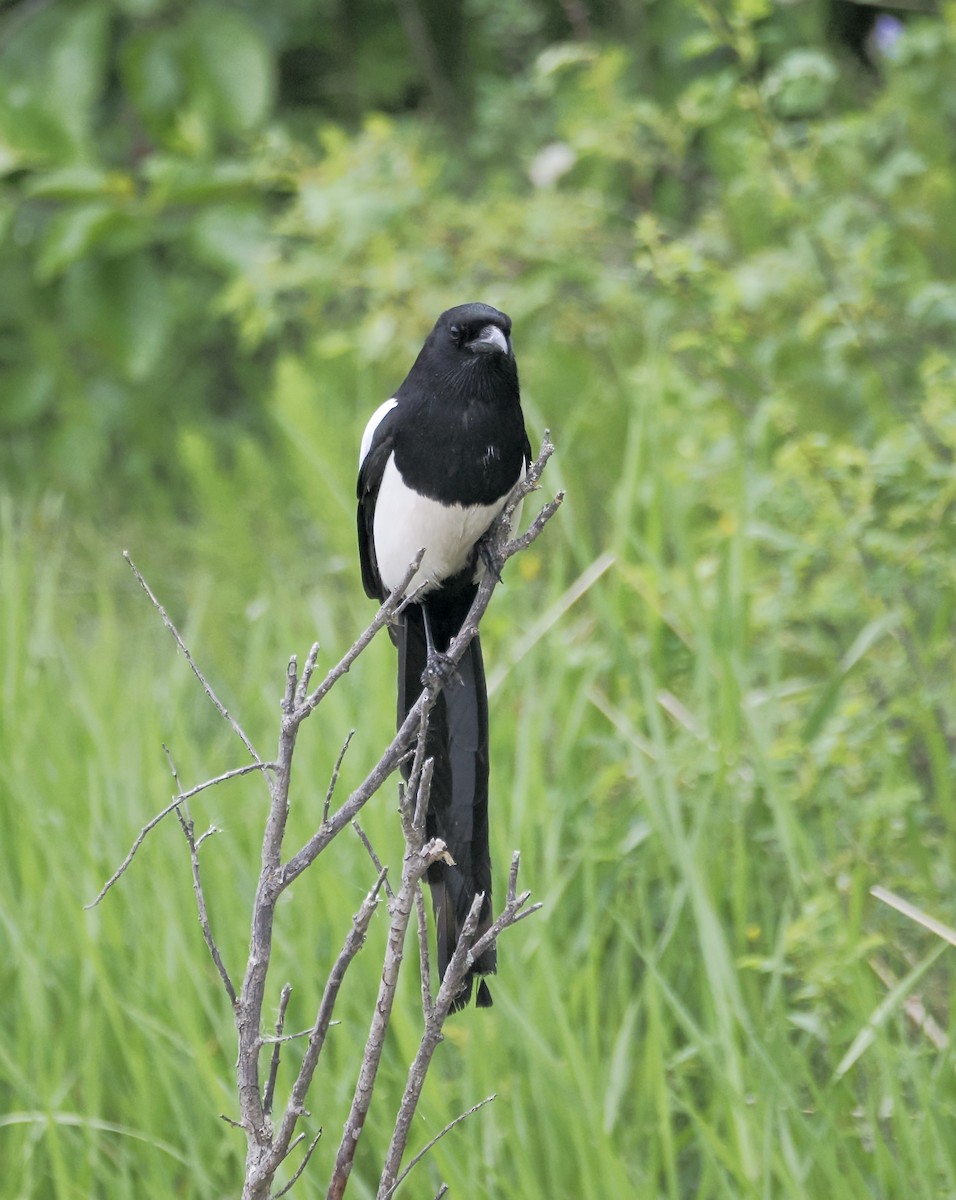 Black-billed Magpie - ML620716736