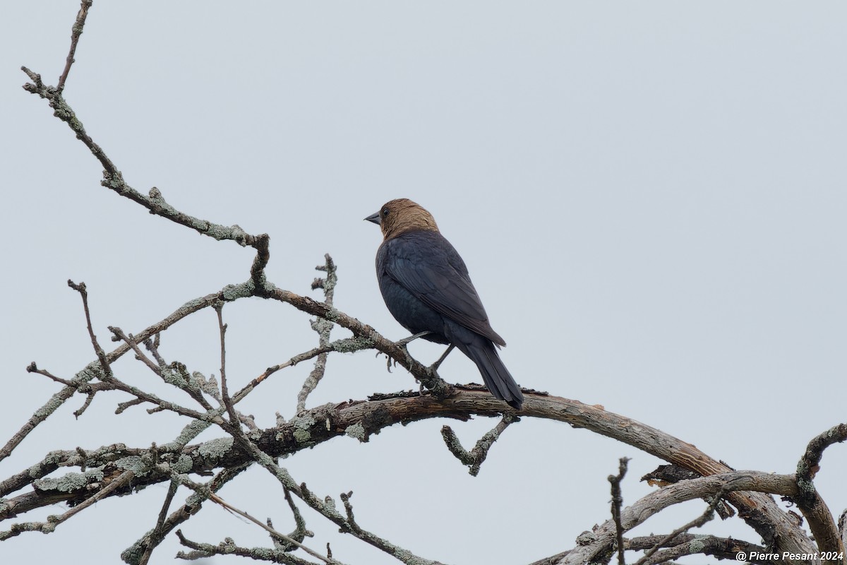 Brown-headed Cowbird - ML620716738