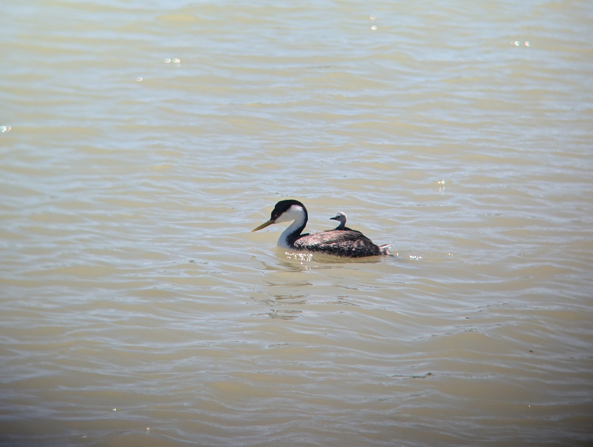 Western Grebe - ML620716739