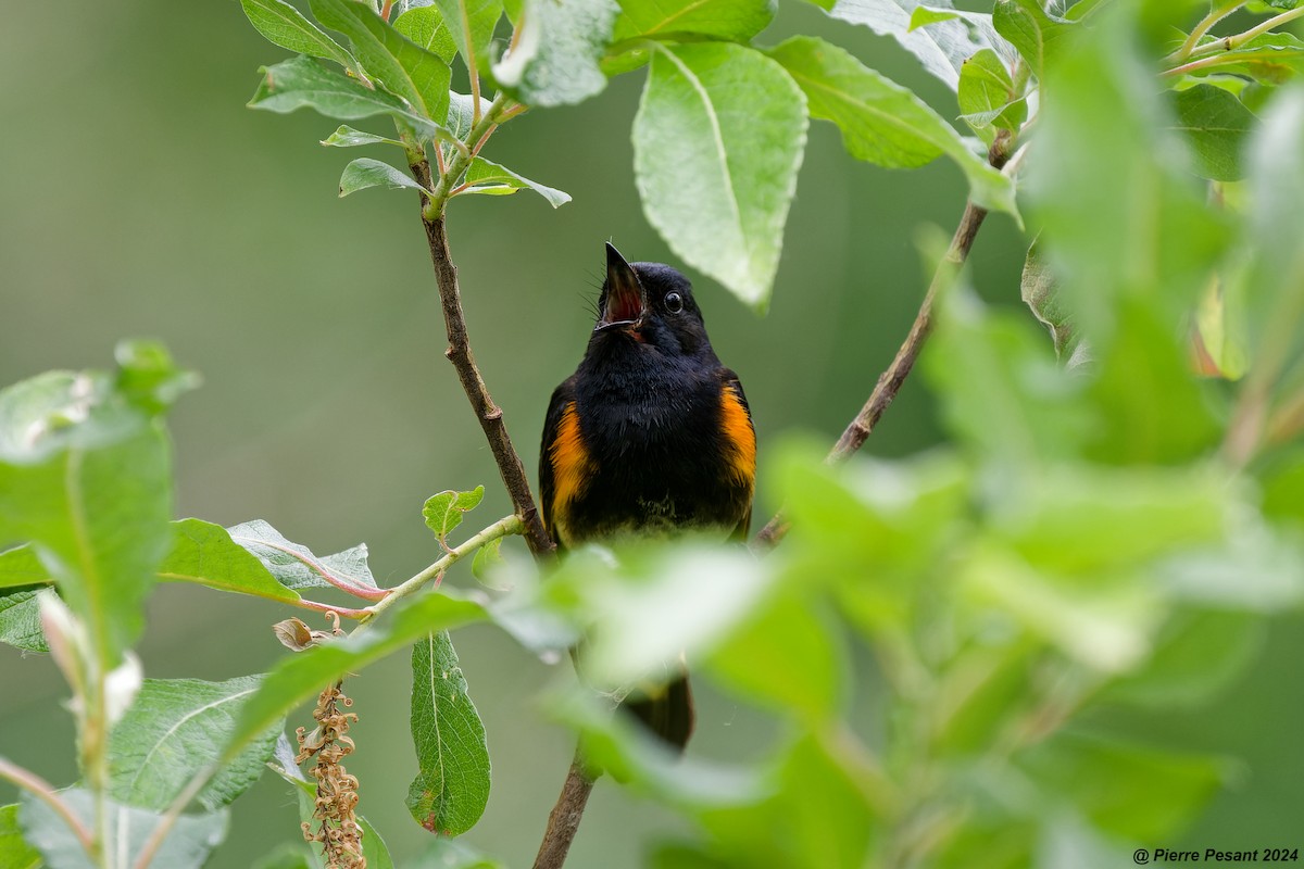 American Redstart - ML620716740