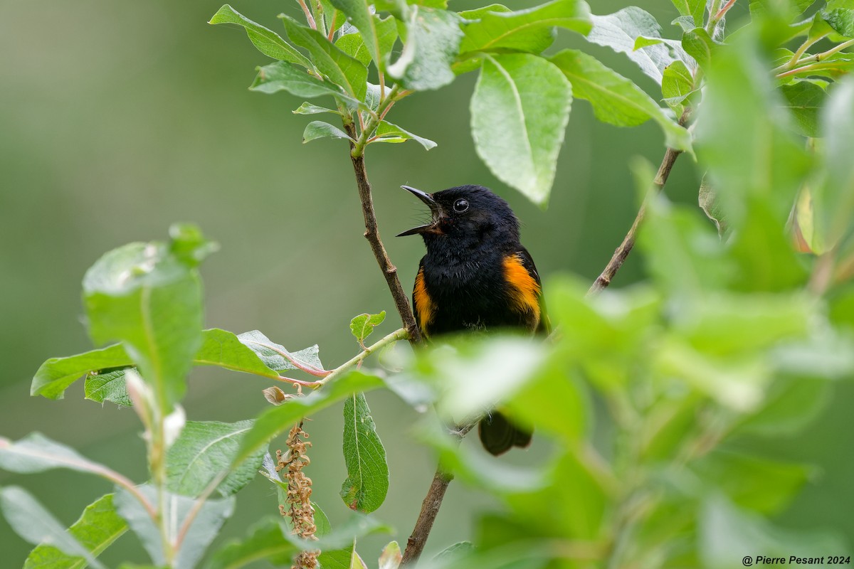 American Redstart - ML620716741