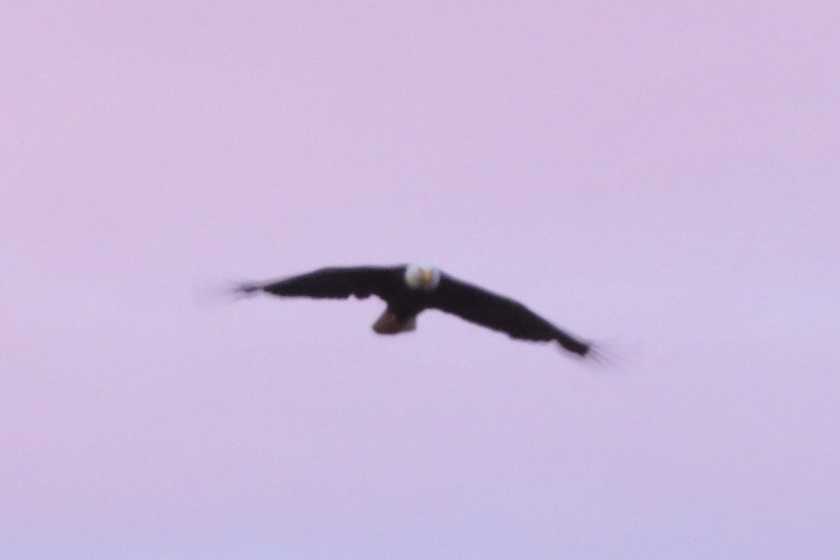 Bald Eagle - ML620716742