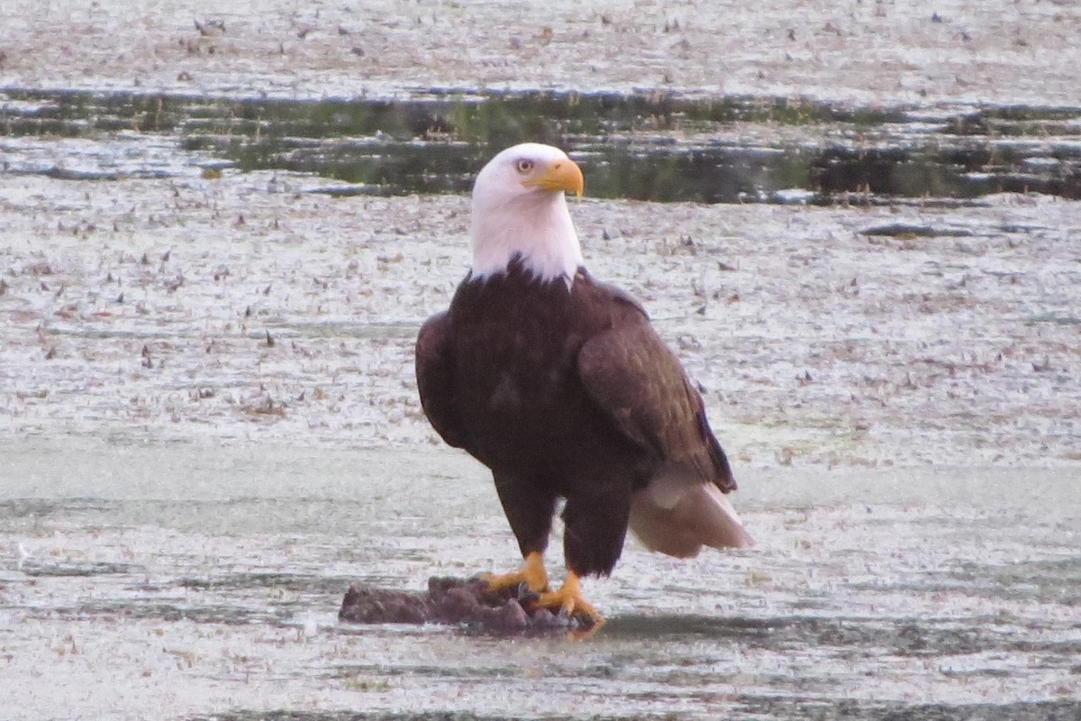 Bald Eagle - ML620716743