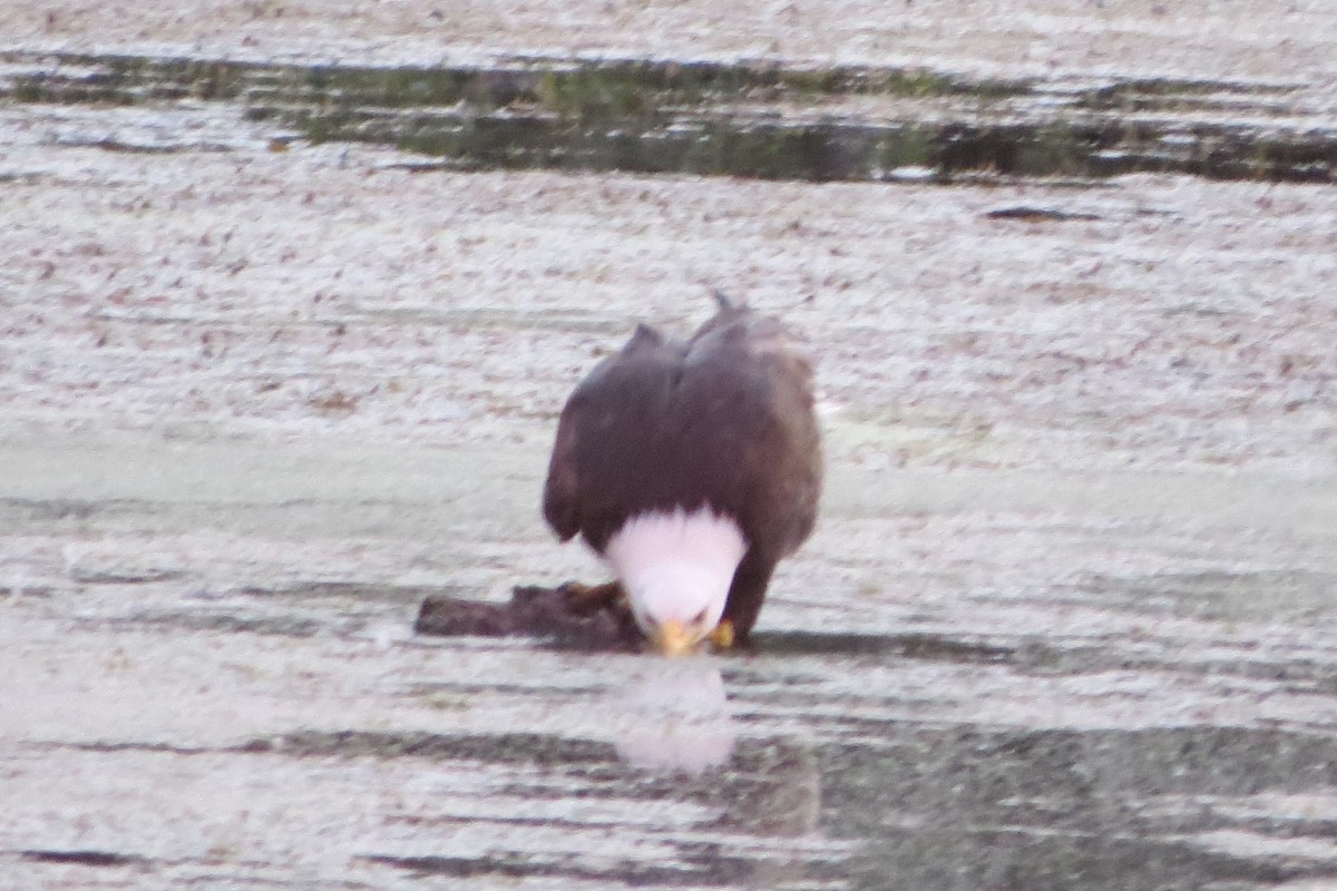 Bald Eagle - ML620716744