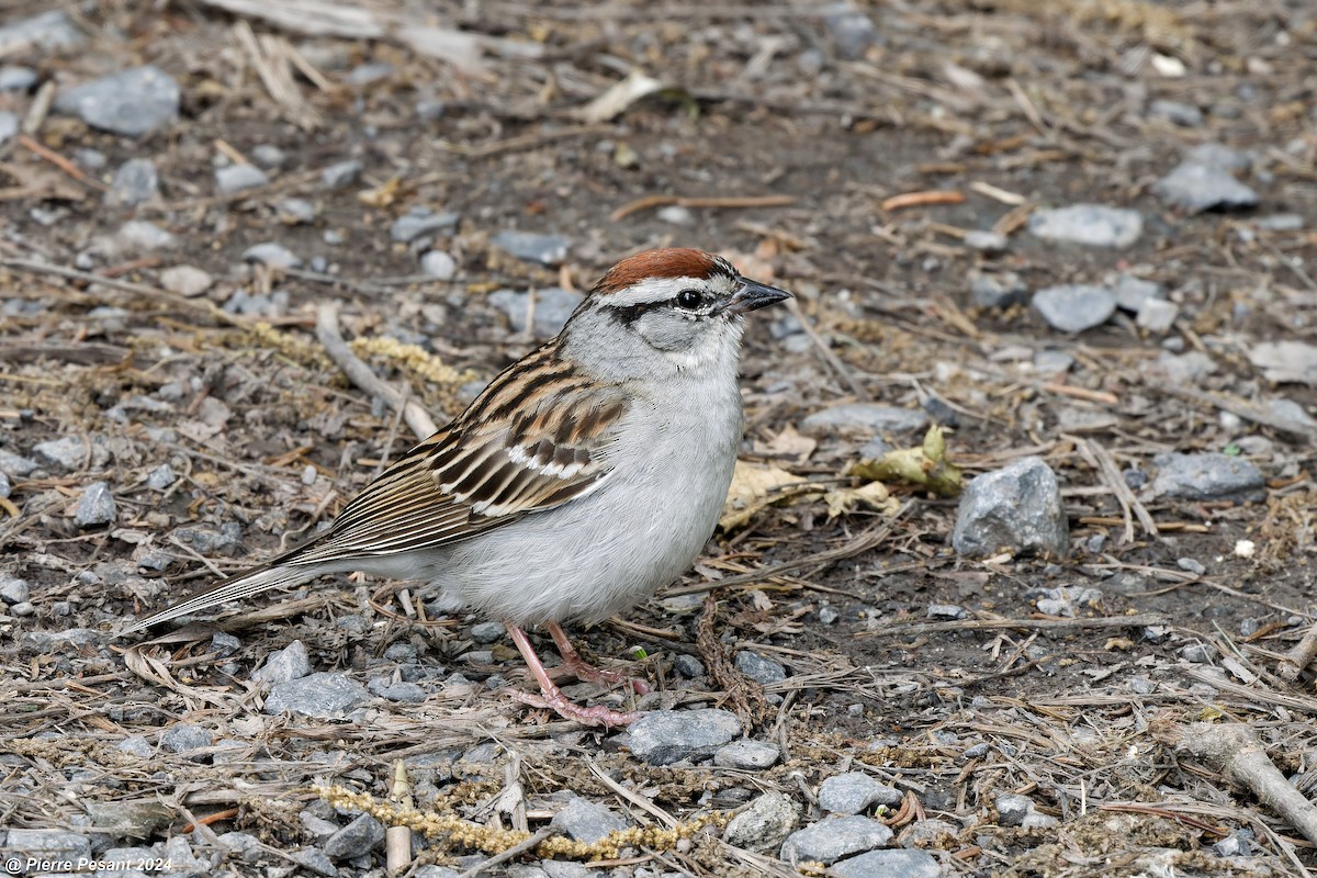 Chipping Sparrow - ML620716746