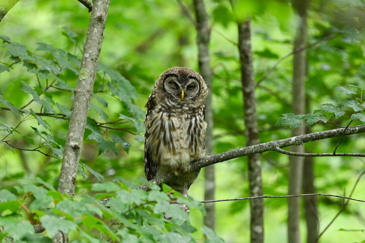 Barred Owl - ML620716747