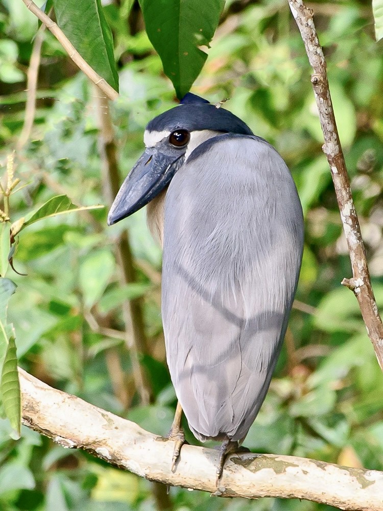 Boat-billed Heron - ML620716750