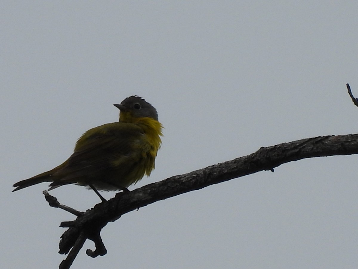 Nashville Warbler - ML620716756