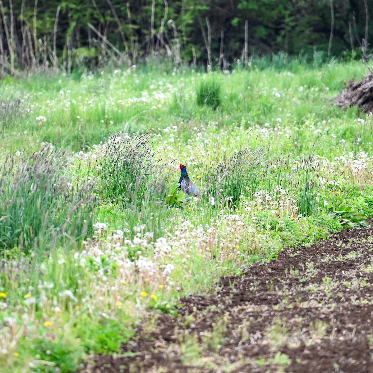 Green Pheasant - ML620716759