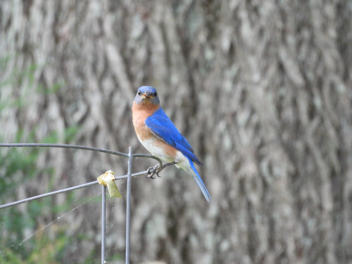 Eastern Bluebird - ML620716761