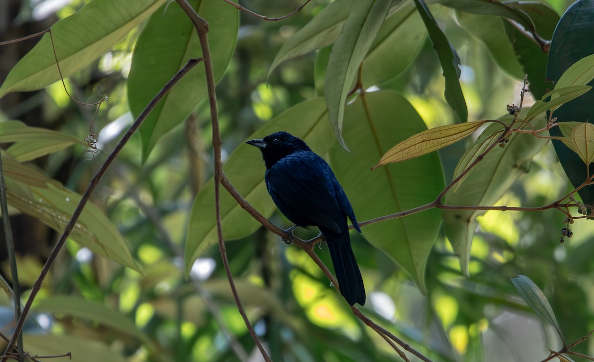 Ruby-crowned Tanager - ML620716771
