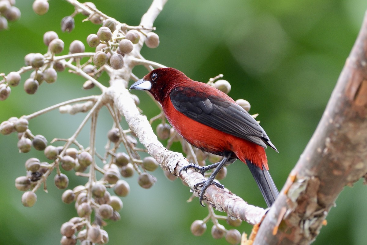 Crimson-backed Tanager - ML620716772