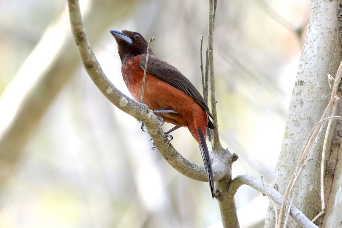 Crimson-backed Tanager - ML620716773