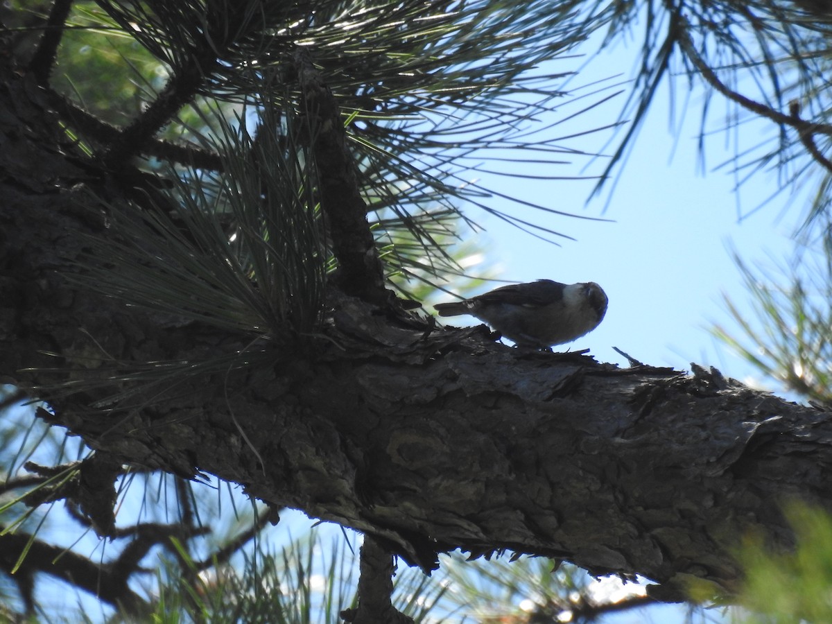 Brown-headed Nuthatch - ML620716781