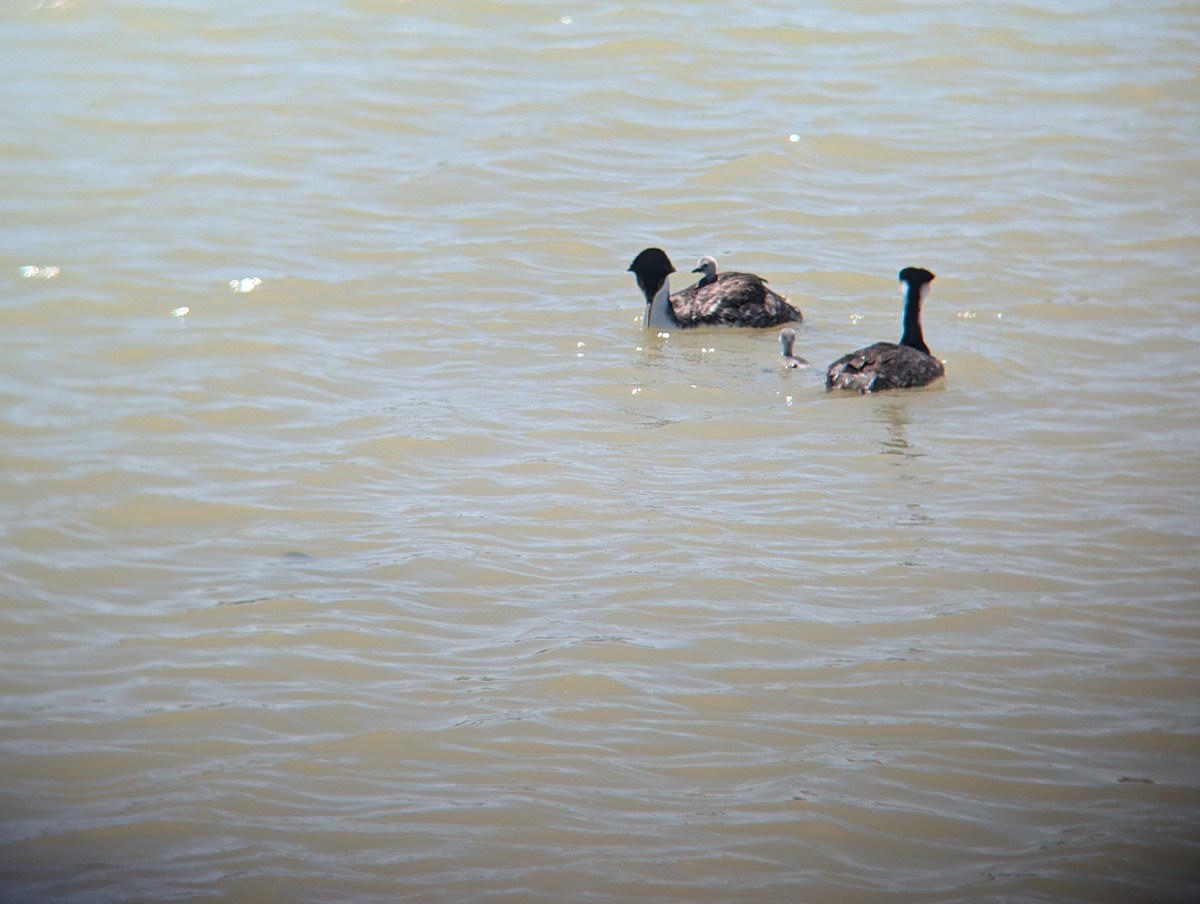 Western Grebe - ML620716787