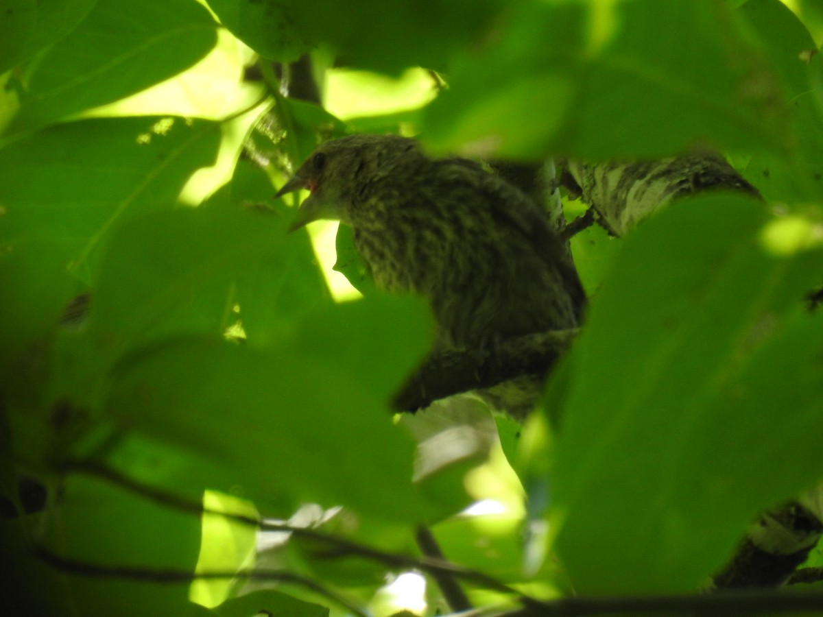 Brown-headed Cowbird - ML620716793