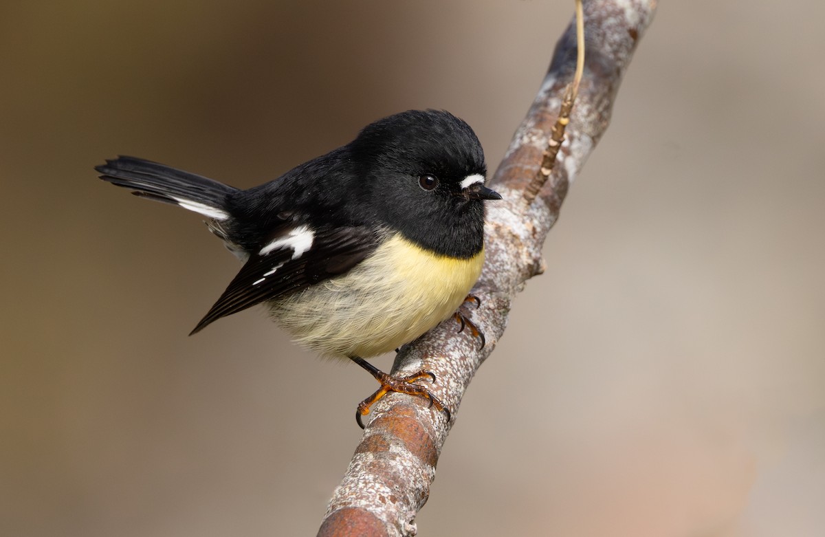 maoriflueskvett (macrocephala gr.) - ML620716794