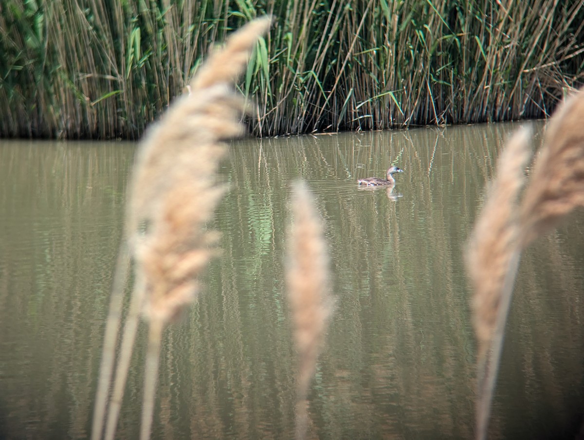 Pied-billed Grebe - Olivia Salmon