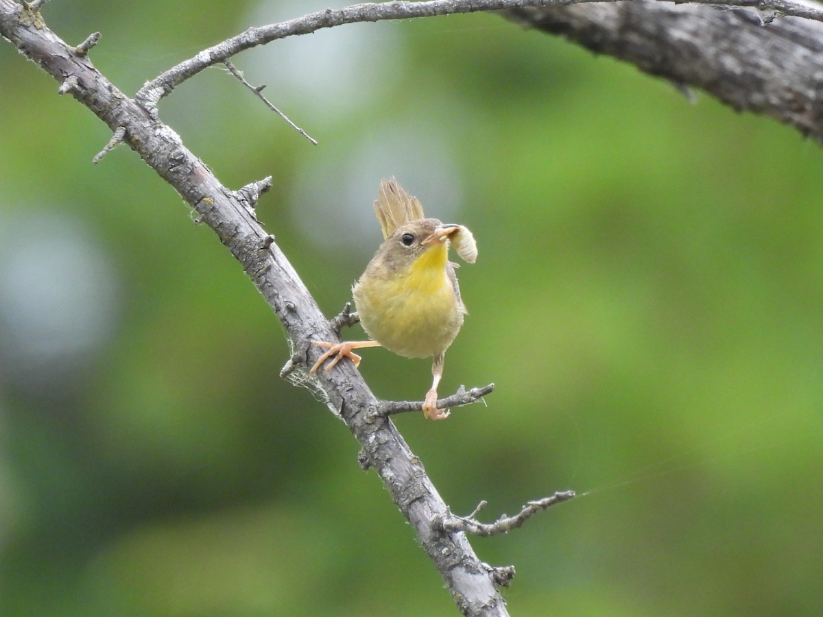 Common Yellowthroat - ML620716808