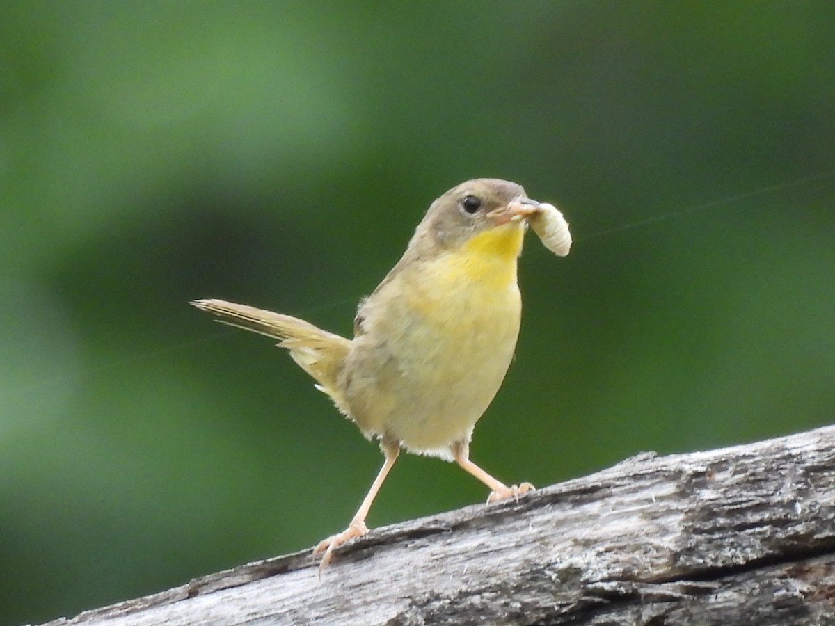 Common Yellowthroat - ML620716810