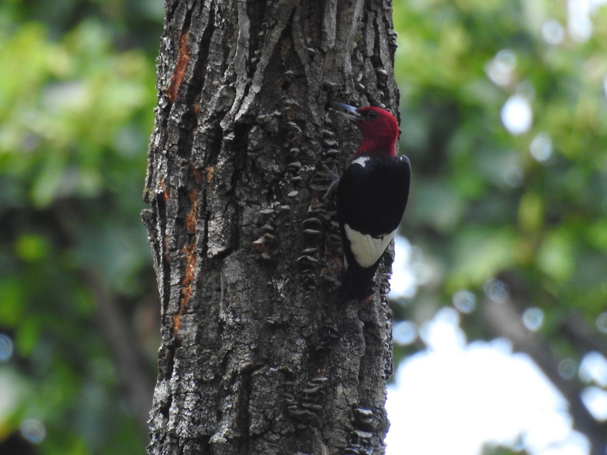 Red-headed Woodpecker - ML620716823