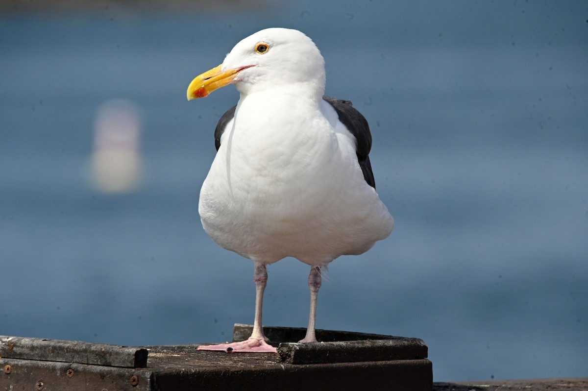 Western Gull - ML620716829