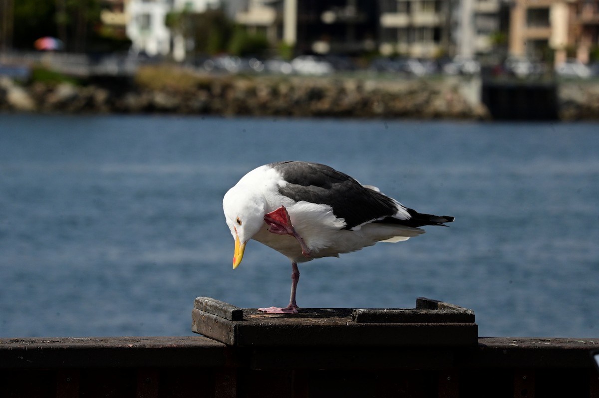 Western Gull - ML620716830