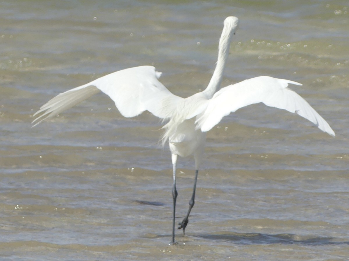 Reddish Egret - ML620716832