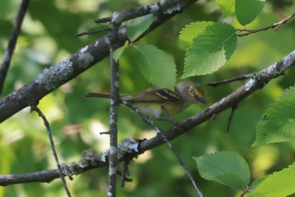 White-eyed Vireo - Phil Kenny