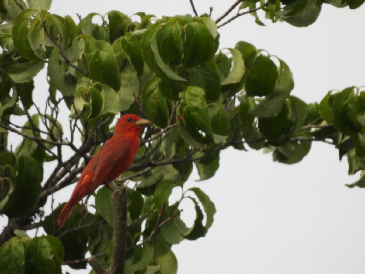 Summer Tanager - ML620716835