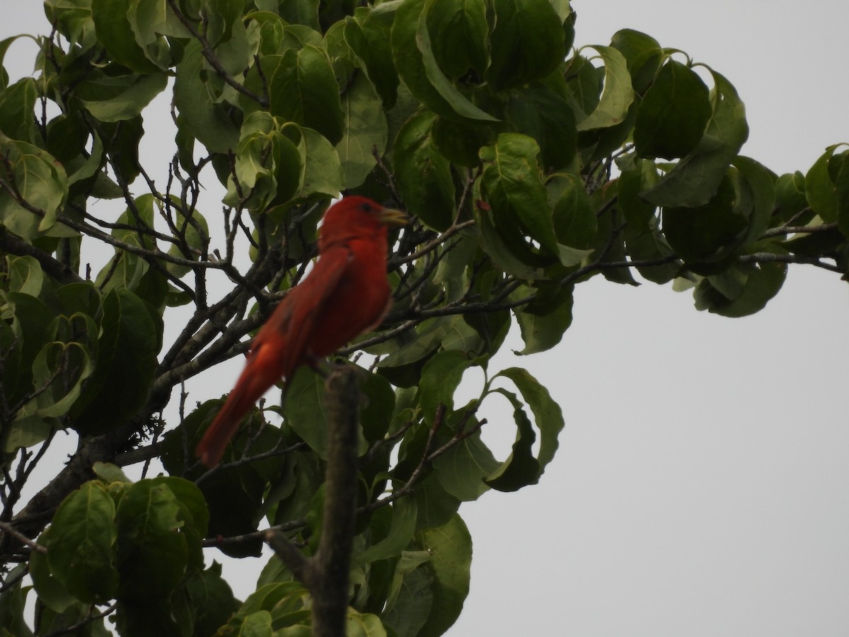 Piranga Roja - ML620716836