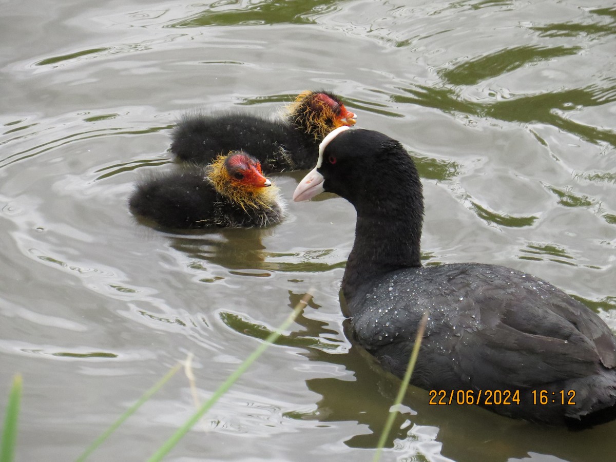 Eurasian Coot - ML620716837