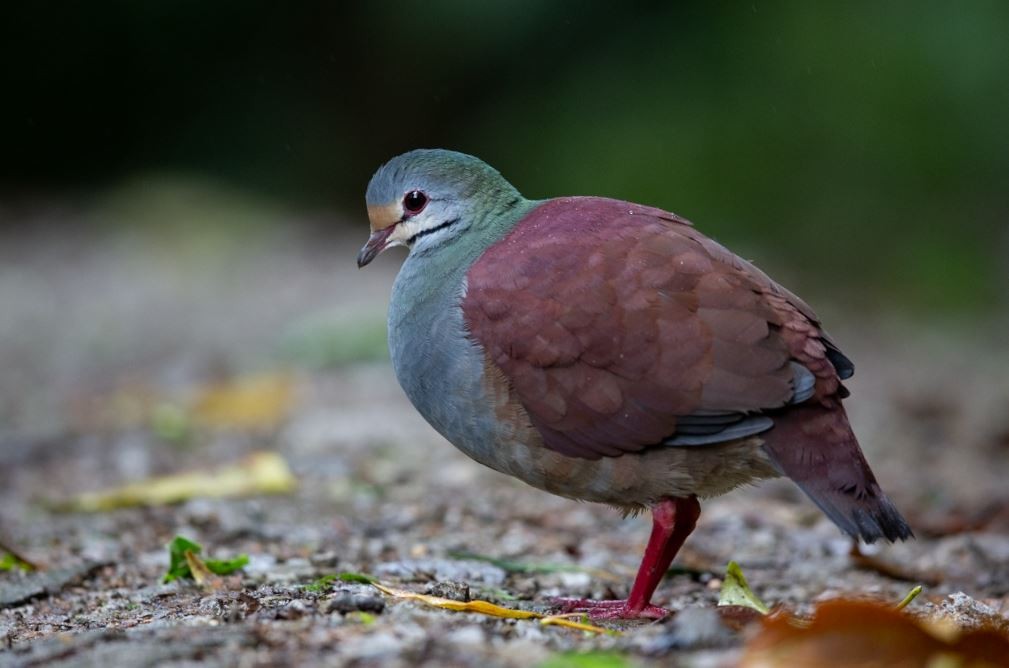 Buff-fronted Quail-Dove - ML620716838