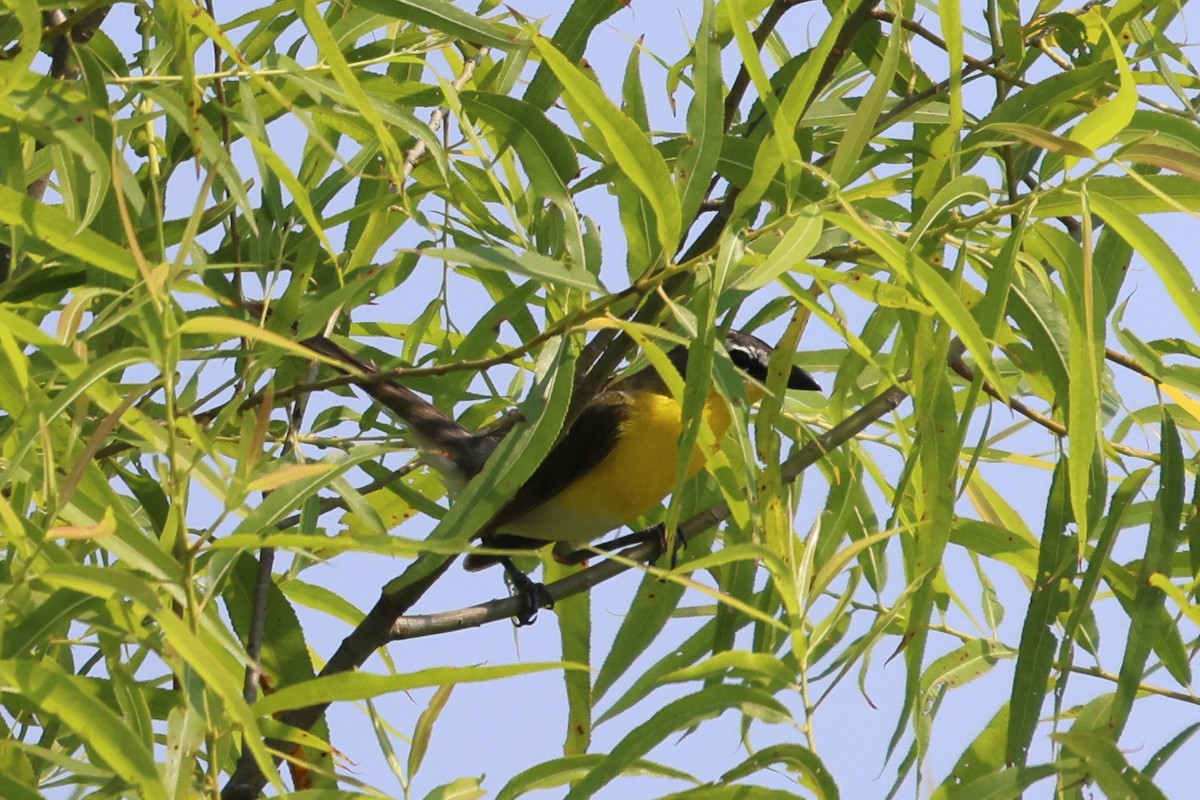 Yellow-breasted Chat - ML620716839