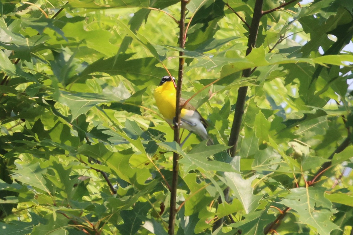 Yellow-breasted Chat - ML620716840