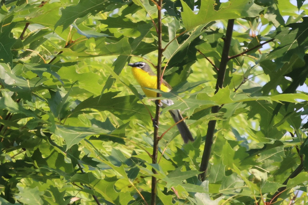 Yellow-breasted Chat - ML620716841