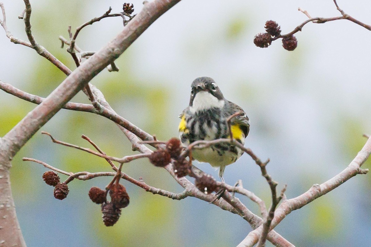 Пісняр-лісовик жовтогузий (підвид coronata) - ML620716842