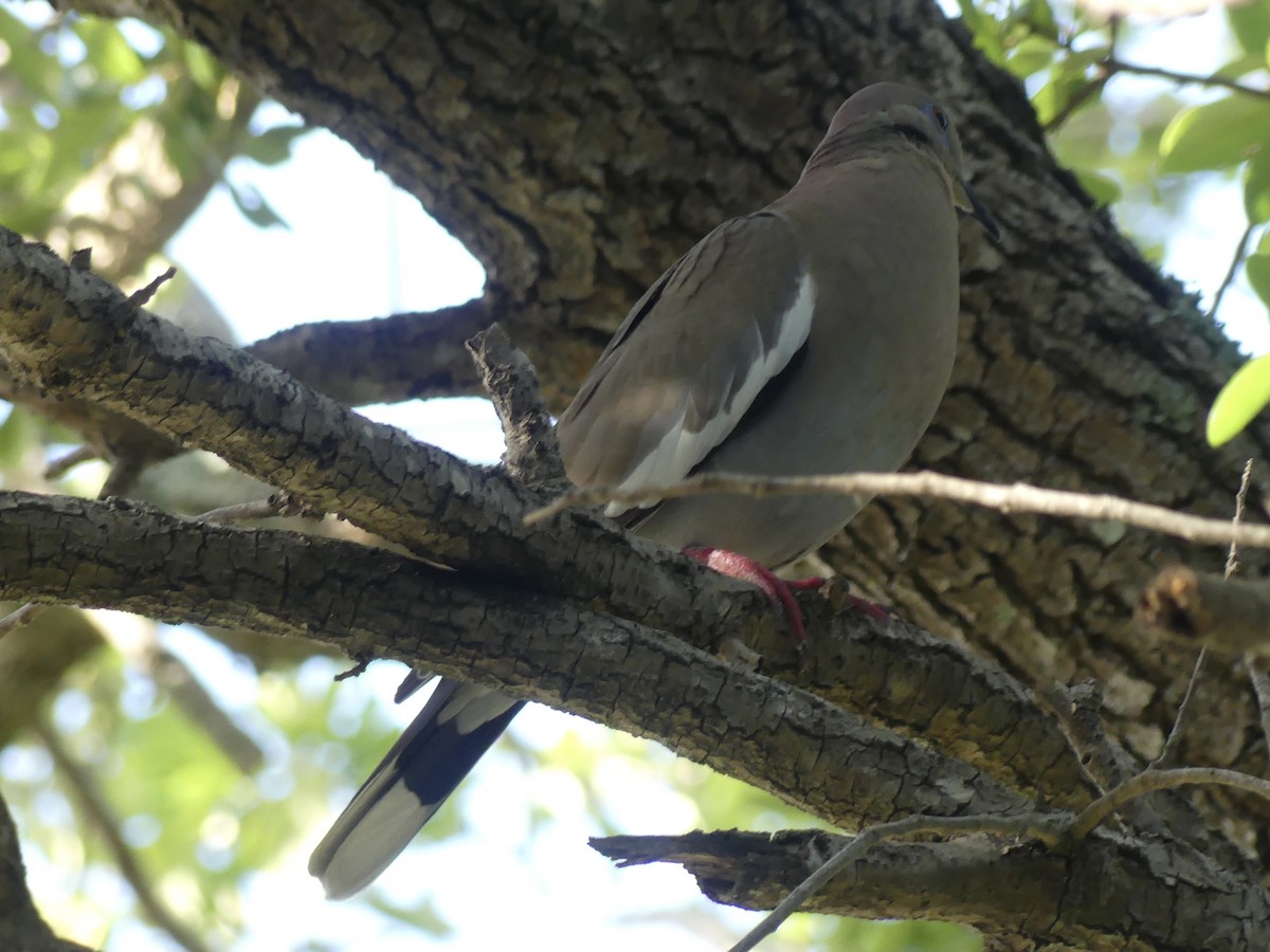 White-winged Dove - ML620716843