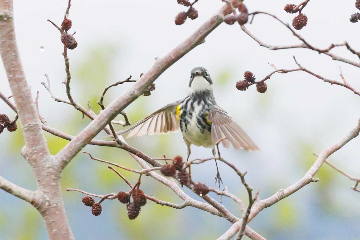 Reinita Coronada (coronata) - ML620716844