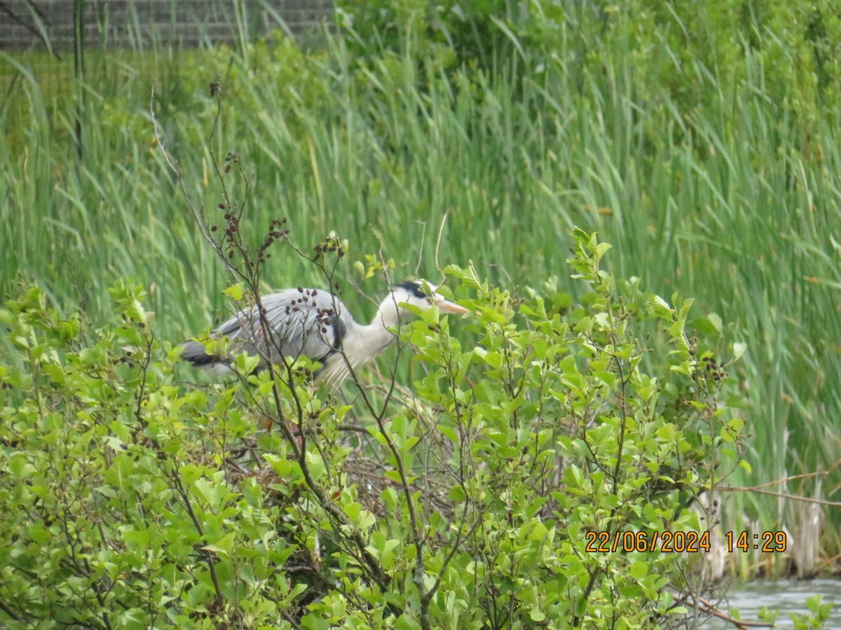 Gray Heron - ML620716846