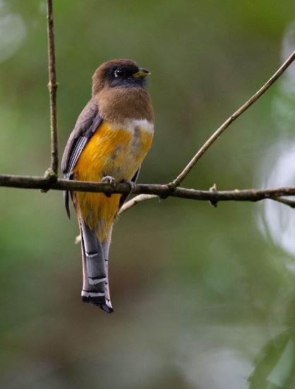 Collared Trogon - Wei TAN