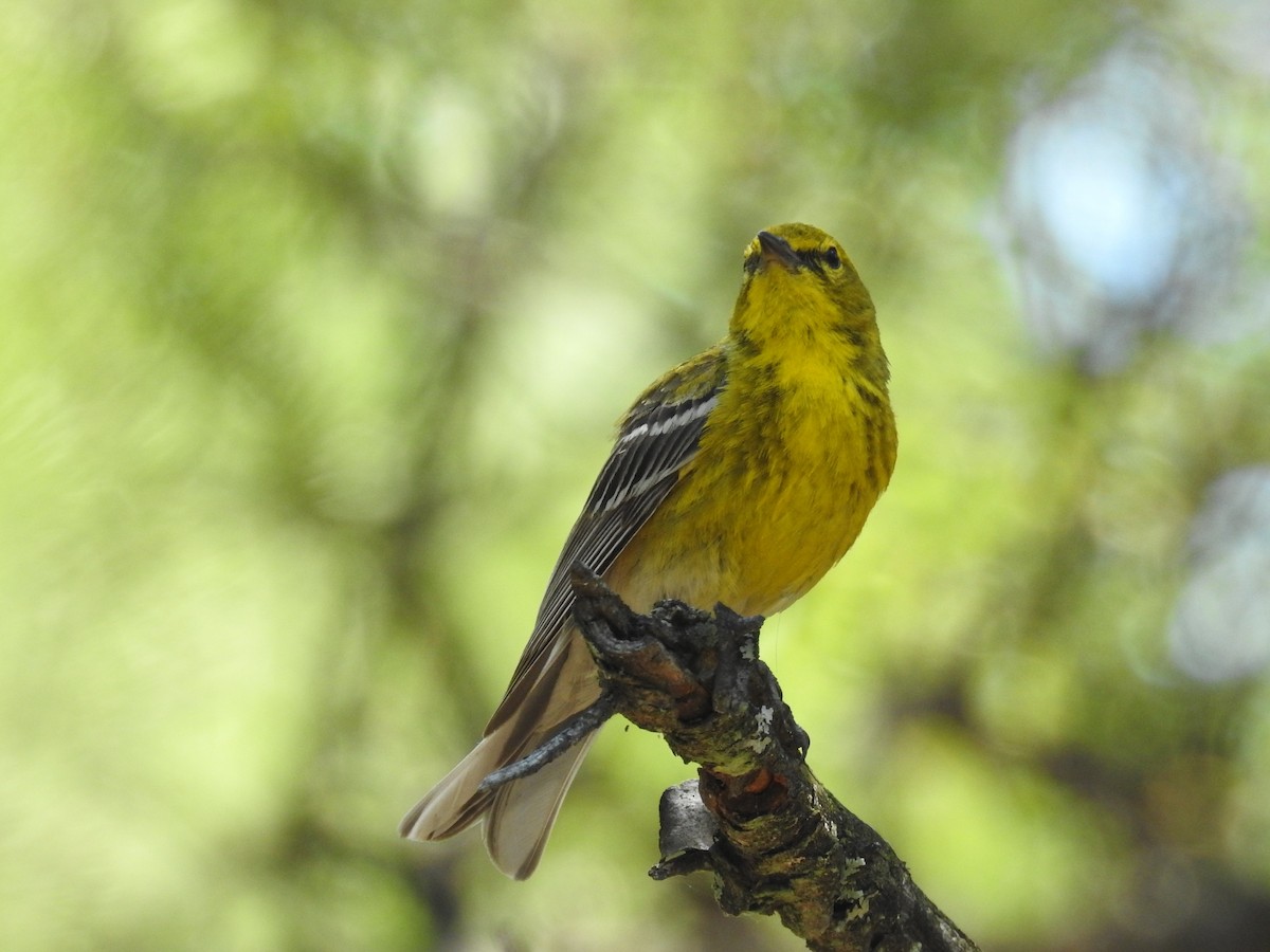 Pine Warbler - ML620716851