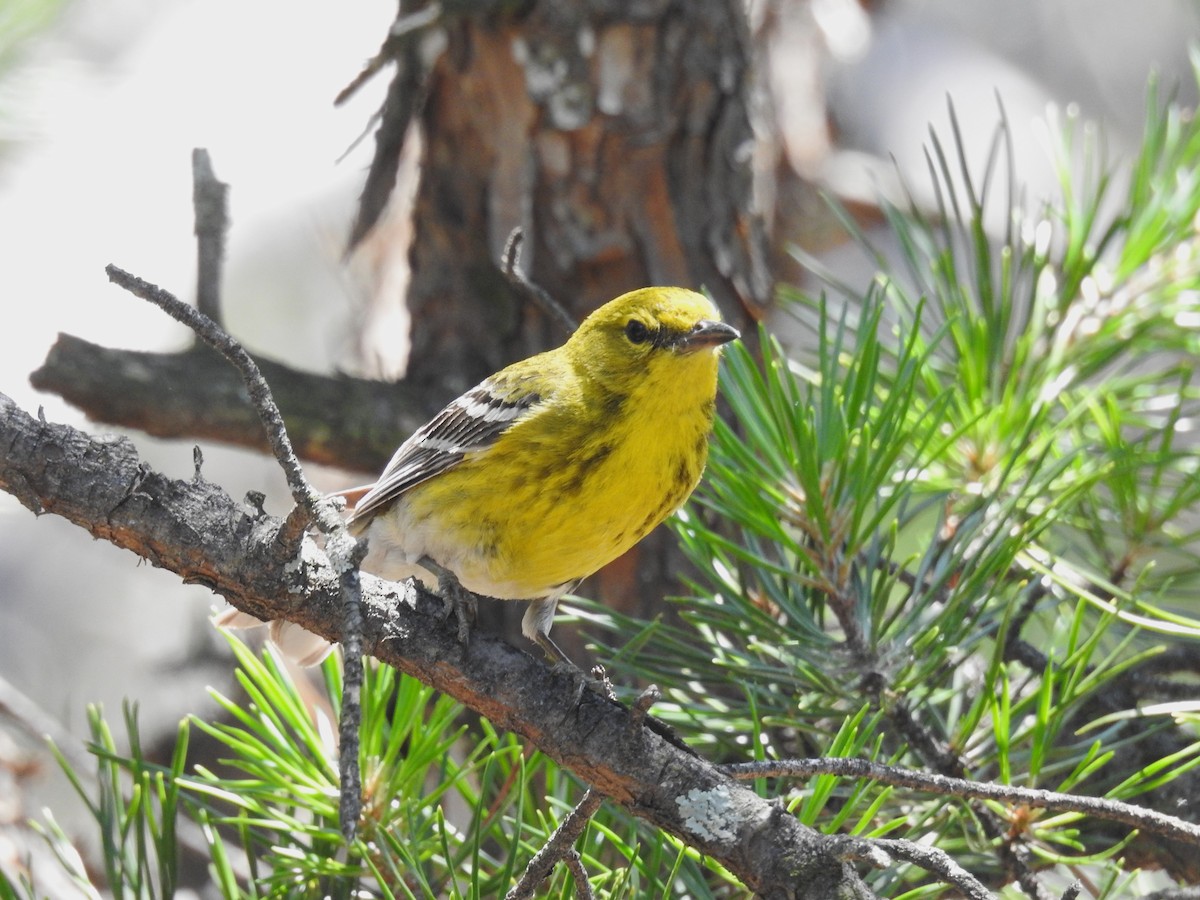 Pine Warbler - ML620716852