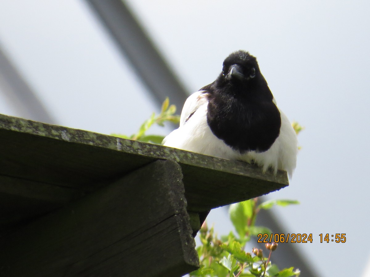 Eurasian Magpie - ML620716853