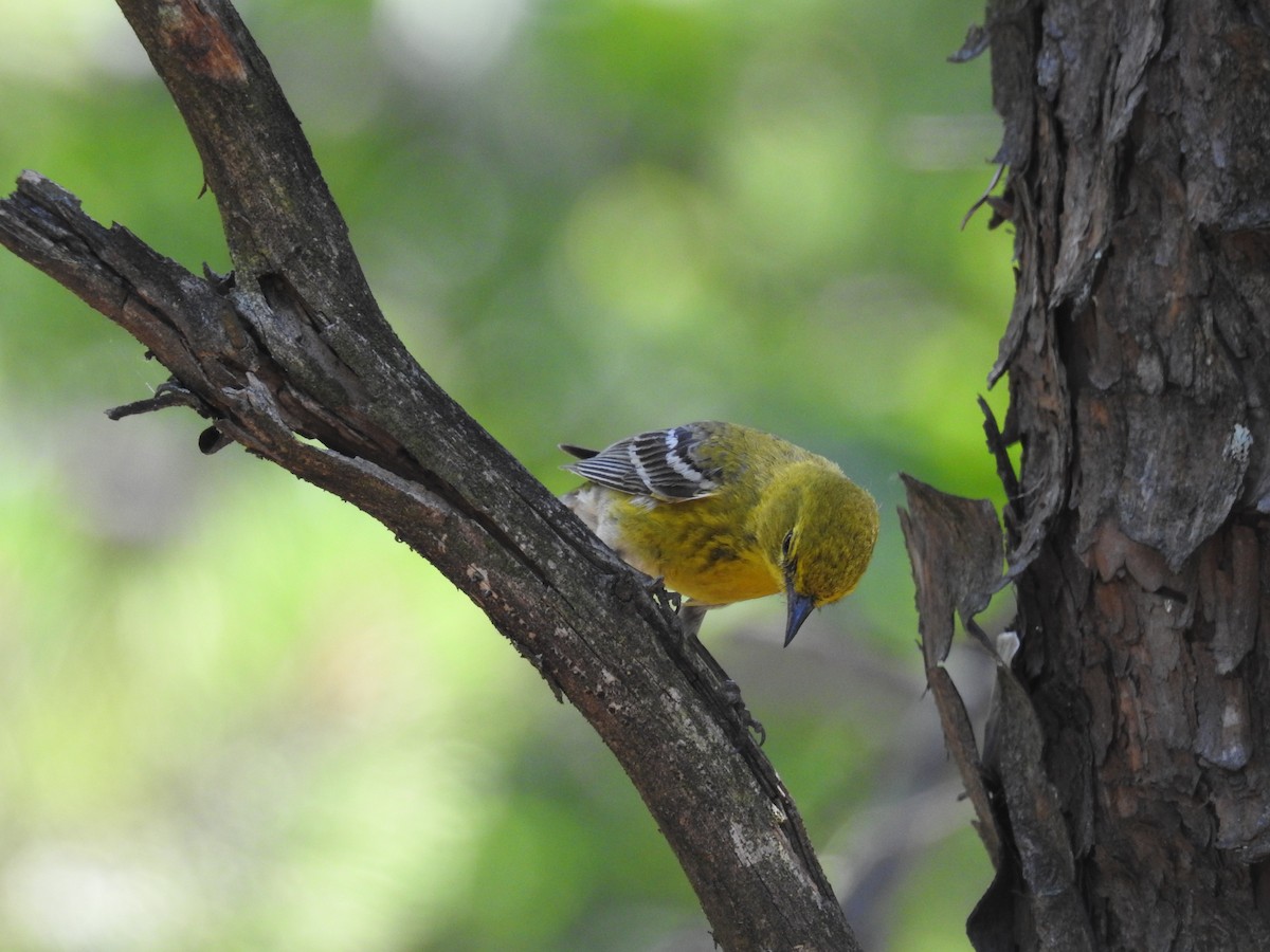 Pine Warbler - ML620716854